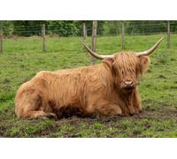 The Highland Cows Experience in Scotland