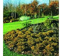 The Hipshakes - Maximum Growth and Vigour [VINYL]