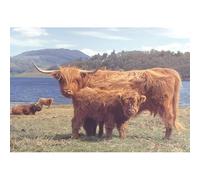 The House of Puzzles - Highlanders Jigsaw - 1000 Piece Jigsaws For Adults, Artist Illustrated, Scenic Landscape, Deluxe Puzzle Gifts