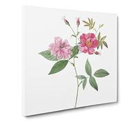 The Hudson Roses in Pink by Pierre Joseph Redoute Canvas Print | Gallery Wrapped 30mm Frame Wall Art | 14x14 inches | Ready to Hang | Retro Floral Picture | Living Room Bedroom Lounge Office