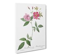 The Hudson Roses In Pink By Pierre Joseph Redoute Canvas Print | Gallery Wrapped 30mm Frame Wall Art | 20x14 inches | Ready to Hang | Retro Floral Picture | Living Room Bedroom Lounge Office