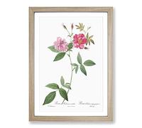 The Hudson Roses in Pink by Pierre-Joseph Redoute Framed Print | A2 Oak Framed Wall Art | Ready to Hang | Modern Nature Picture | Living Room Bedroom Lounge Office