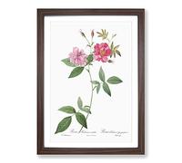 The Hudson Roses in Pink by Pierre-Joseph Redoute Framed Print | A2 Walnut Framed Wall Art | Ready to Hang | Modern Nature Picture | Living Room Bedroom Lounge Office