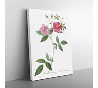 The Hudson Roses In Pink By Pierre Joseph Redoute Vintage Canvas Wall Art Print Ready to Hang, Framed Picture for Living Room Bedroom Home Office Décor, 50x35 cm (20x14 Inch)