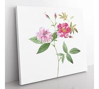 The Hudson Roses in Pink by Pierre Joseph Redoute Vintage Canvas Wall Art Print Ready to Hang, Framed Picture for Living Room Bedroom Home Office Décor, 50x50 cm (20x20 Inch)