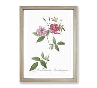 The Hudson Roses In Pink By Pierre Joseph Redoute Vintage Framed Print | A3 Oak Framed Wall Art | Ready to Hang | Classic Nature Picture | Living Room Bedroom Lounge Office
