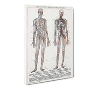 The Human Anatomy In German Canvas Print | Gallery Wrapped 30mm Frame Wall Art | 24x16 inches | Ready to Hang | Retro Picture | Living Room Bedroom Lounge Office