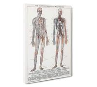 The Human Anatomy in German Canvas Print | Gallery Wrapped 30mm Frame Wall Art | 30x20 inches | Ready to Hang | Modern Picture | Living Room Bedroom Lounge Office