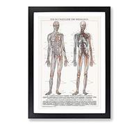 The Human Anatomy in German Framed Print | A2 Black Framed Wall Art | Ready to Hang | Modern Nature Picture | Living Room Bedroom Lounge Office