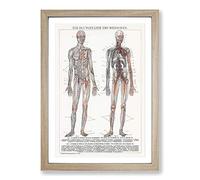 The Human Anatomy in German Framed Print | A2 Oak Framed Wall Art | Ready to Hang | Modern Nature Picture | Living Room Bedroom Lounge Office