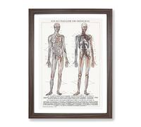 The Human Anatomy In German Vintage Framed Print | A2 Walnut Framed Wall Art | Ready to Hang | Classic Nature Picture | Living Room Bedroom Lounge Office