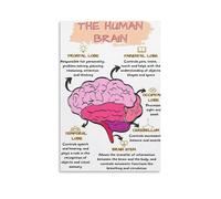 The Human Brain Poster, Mental Health Office Print, Therapy Decor Art, Therapist Psychologist Guidance Counselor Office Decor Wall Art Canvas Poster Wall Art Decor Print Picture Paintings for Living R