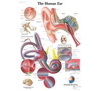 The Human Ear Medical Poster Print in A0-A1-A2-A3-A4-MAXI sizes