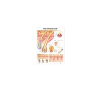 The Human Hair Anatomical Chart