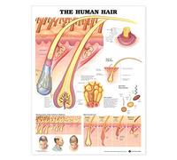 The Human Hair Anatomical Chart