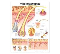 The Human Hair Chart