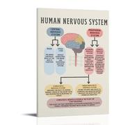 The Human Nervous System Affirmation Canvas Wall Art Posters: Aesthetic Prints for Bedroom, Dorm Room Decor 08x12inch(20x30cm)