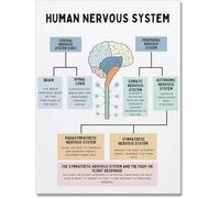 The Human Nervous System, Fight Or Flight Response, Human Brain Anatomy, Brain Function Poster for Teen Kids Room Metal Tin Sign Wall Art Print Poster 8x12inch