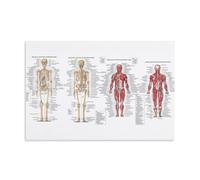 The Human Skeleton And Its Major Skeletal System Poster Decorative Painting Canvas Wall Art Living Room Poster Bedroom Painting Wall Art Picture Print Modern Family Room Decor 24 x 36 inches (60 x 90