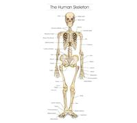 The Human Skeleton Educational Anatomical A4 Wall Art Picture, Print Only 29.7 x 21