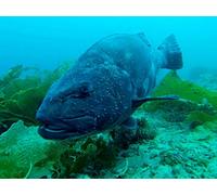The Hunt for Giant Black Sea Bass- Catalina Island