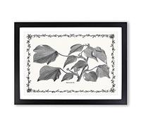 The Ivy Melanocarpa by Shirley Hibberd Framed Print | A2 Black Framed Wall Art | Ready to Hang | Modern Nature Picture | Living Room Bedroom Lounge Office