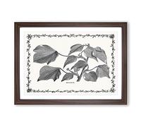 The Ivy Melanocarpa by Shirley Hibberd Framed Print | A2 Walnut Framed Wall Art | Ready to Hang | Modern Nature Picture | Living Room Bedroom Lounge Office