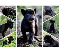 The Last Jaguar