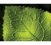 The Leaf as a Biochemical Factory