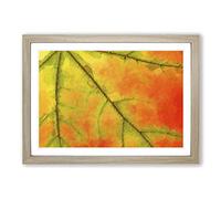 The Leaf of a Sycamore Tree in Abstract Framed Print | A2 Oak Framed Wall Art | Ready to Hang | Abstract Floral Picture | Living Room Bedroom Lounge Office