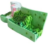 The Leaf Structure Model is A Visual Teaching Aid Structure of Dicotyledonous Plants Plant Anatomical Leaf Structure Anatomy Model for Biology Teaching Instrument