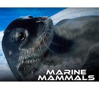 The Leopard Seal's Share