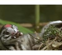 The Life of Birds - Episode 9