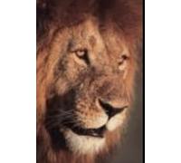 The Lion That Wouldn't Die: The David Walker Story