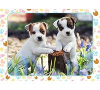 The Little Jack Russells