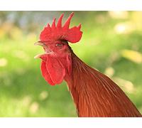 "The Little Red Hen": Formula Tales
