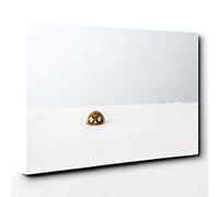 The Lone Ladybird Canvas Print | Gallery Wrapped 30mm Frame Wall Art | 30x20 inches | Ready to Hang | Modern Animals Picture | Living Room Bedroom Lounge Office