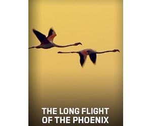 The Long Flight of the Phoenix
