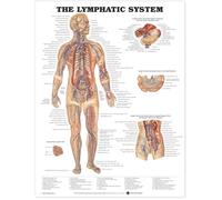 Anatomical Chart The Lymphatic System