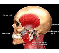 The Many Muscles of the Head and Neck