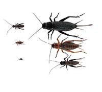 The Mealworm Company LIVEFOODS DIRECT 500 Black Crickets Micro Size - 1, Live Hatchlings 2-4MM. NEXT DAY DELIVERY ORDER BEFORE 12 NOON.