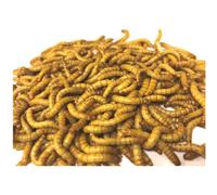 The Mealworm Company LIVEFOODS DIRECT 500g Live Regular Mealworms 23-3