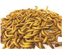 The Mealworm Company LIVEFOODS DIRECT AMR1TUB Live Mealworms 110g Maxi Pack 23-30mm- Livefoods For Garden Birds and Reptiles. NEXT DAY DELIVERY ORDER BEFORE 12 NOON.