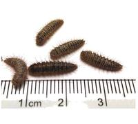 The Mealworm Company LIVEFOODS DIRECT DERMESTES 500 Live Dermestes Larvae (Fuzzies) Larder, Coffin beetle larvae