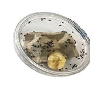 The Mealworm Company LIVEFOODS DIRECT Flightless fruit flies