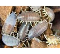 The Mealworm Company LIVEFOODS DIRECT GREYWOOD Tropical Grey Woodlice Tub of Approx 10