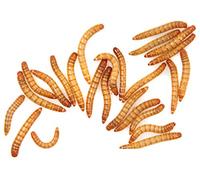 The Mealworm Company LIVEFOODS DIRECT Live Giant Mealworms 33-40mm 55g from The Mealworm Company
