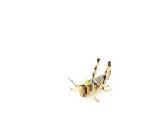 The Mealworm Company LIVEFOODS DIRECT Locust XLARGE Sack of 100 Size 5 30-45mm livefoods direct Locusts Large