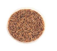 The Mealworm Company LIVEFOODS DIRECT M500G Live Mini Mealworms 500g 9-13mm. NEXT DAY DELIVERY BEFORE 12 NOON. PERFECT FOR SMALLER BIRDS, REPTILES AND AMPHIBIANS.