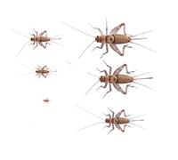 The Mealworm Company LIVEFOODS DIRECT MCM1TUB Banded Crickets Medium - MAXIPACK of 250 Size 4 10-15mm size 4